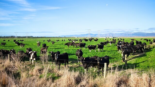 New Zealand Dairy Farm Cows