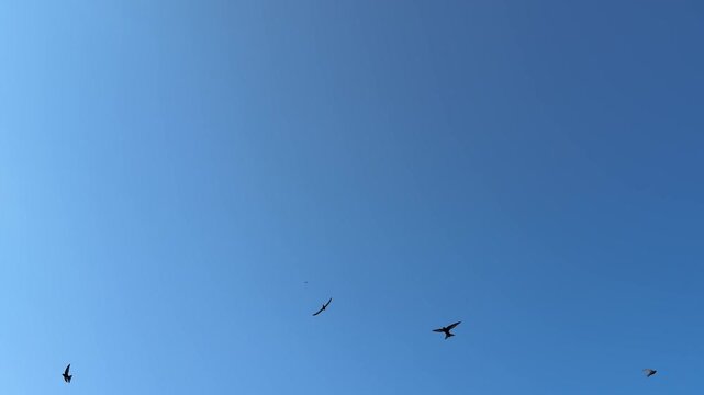 Flock of  swallow birds flying in blue sky.