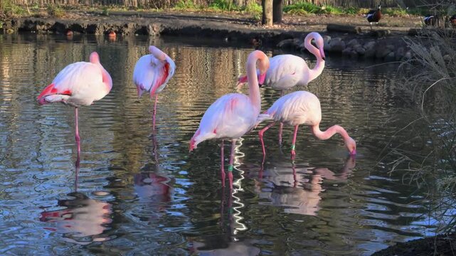 Greater flamingos (Phoenicopterus roseus), the largest and most widely distributed species of the flamingo family (Phoenicopteridae).