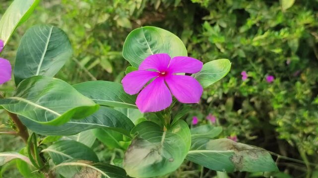 Catharanthus roseus Madagascar periwinkle produces bright pink flowers among glossy green garden foliage.