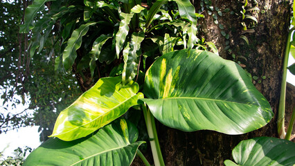 Close up of golden pothos leaf climbing on tree trunk © ANECEPTIUSBAMBANG