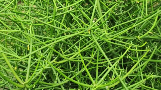Euphorbia tirucalli pencil cactus plant features unique branching stems in a tropical garden.