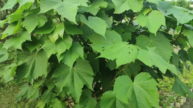 Hibiscus mutabilis confederate rose plant grows with lush foliage in a beautiful garden.