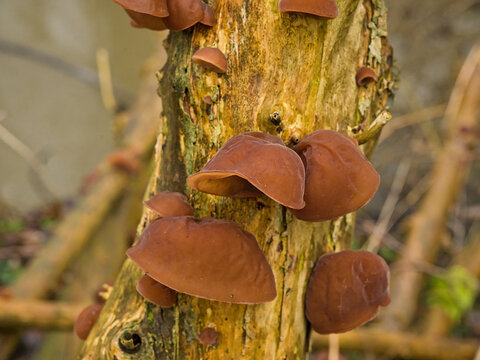 Brown wood ear mushrooms on a treetrunk - Auricularia auricula-judae 