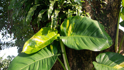 Close up of golden pothos leaf climbing on tree trunk © ANECEPTIUSBAMBANG