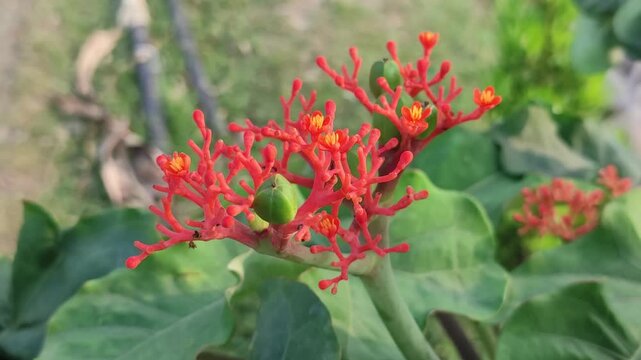 Jatropha podagrica Buddha Belly Plant produces vivid red orange flowers with green seed pods in a garden.