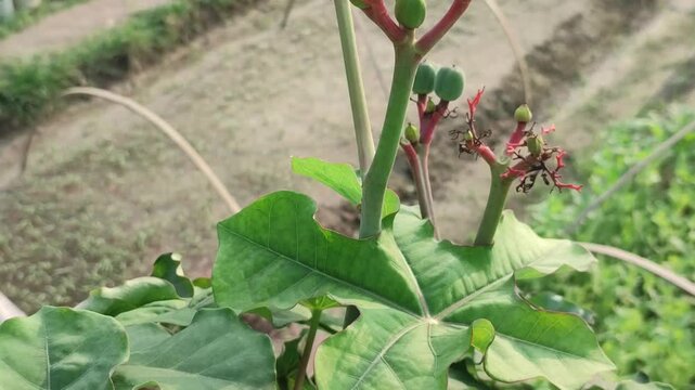 Jatropha podagrica Buddha Belly Plant grows with striking tropical foliage in a vibrant garden.