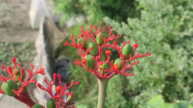 Jatropha podagrica Buddha Belly Plant displays red flowers and green seed pods on sculptural branches.