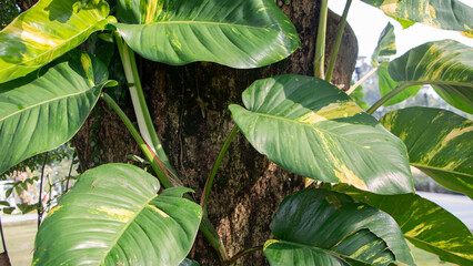 Close up of golden pothos leaf climbing on tree trunk © ANECEPTIUSBAMBANG