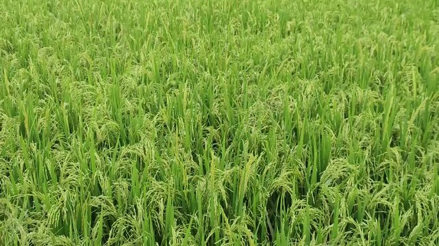 Oryza sativa rice plant grows with healthy green blades in a productive agricultural field.