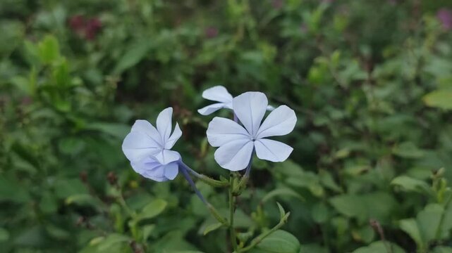 Plumbago auriculata Cape Leadwort produces delicate blue flowers in a lush ornamental garden.