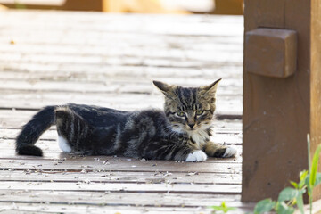Tabby Kitten Resting on a Wooden Deck Outdoors © TranAnhDao