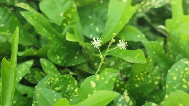 Spotted green leaves with small white flowers create a fresh ornamental garden foliage display.