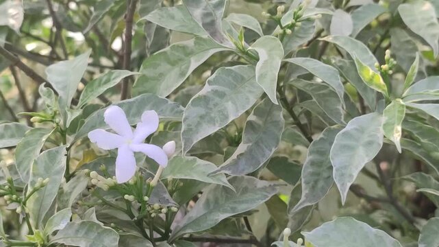 Tabernaemontana divaricata crape jasmine flower produces elegant white blooms in a lush tropical garden.
