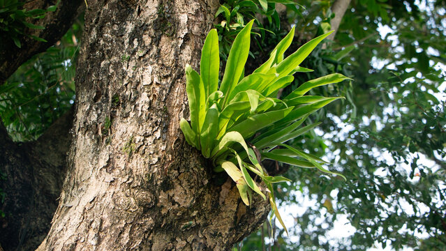 Tropical Bird's Nest Fern Growing Wild on a Tree Trunk in the Jungle
