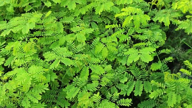 Tamarindus indica tamarind plant features detailed green foliage with fresh natural leaf texture.