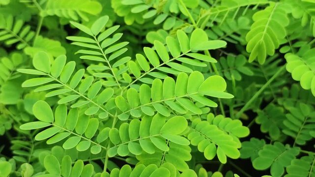 Tamarindus indica tamarind plant displays bright green compound leaves with fresh tropical growth.