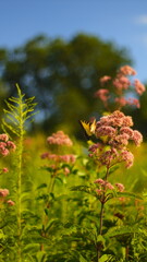 Obraz premium Butterfly on daisies 