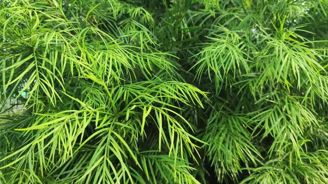 Afrocarpus falcatus Outeniqua yellowwood plant displays delicate green needle foliage in a lush garden.