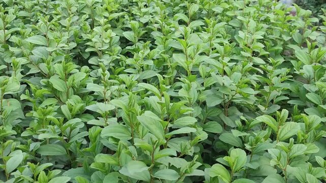 Ziziphus jujuba jujube plant grows with healthy green foliage in a thriving natural landscape.
