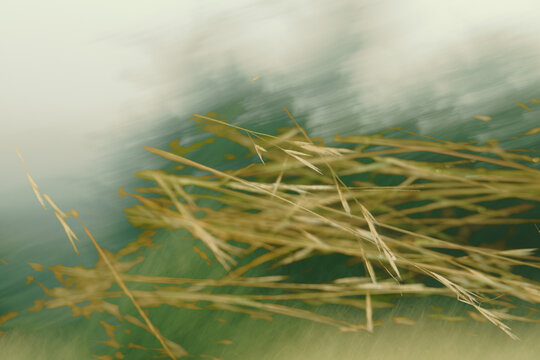 Artistic double exposure of dried grass and abstract landscape