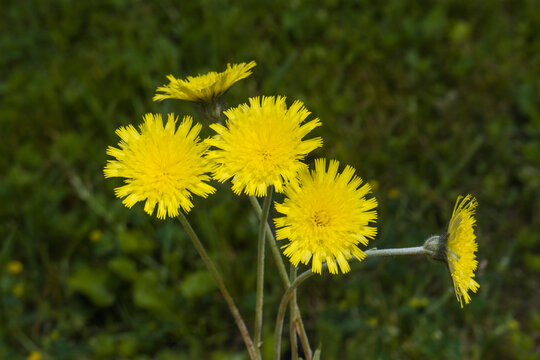 Wildpflanze: Kleines Habichtskraut (Hieracium pilosella)