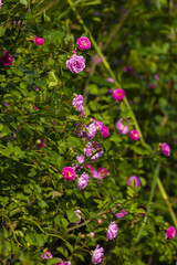 Fototapeta premium Pink roses blooming in green garden foliage