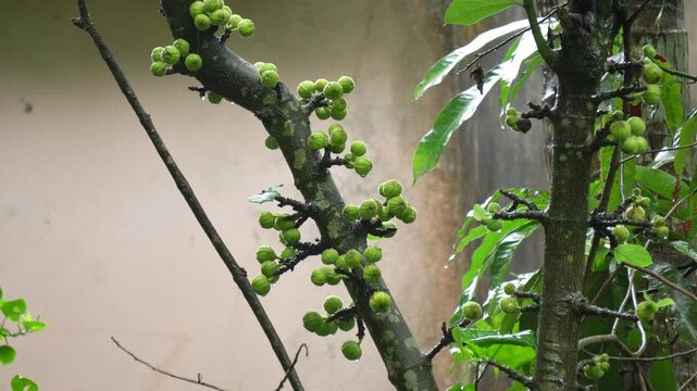 Green Cluster Figs Growing Directly on Tree Branch Wild Ficus Racemosa Close Up. Indian Cluster Fig Tree with Fresh Green Raw Fruits on Branches Outdoor Video. Organic Wild Figs Growing on Tree.