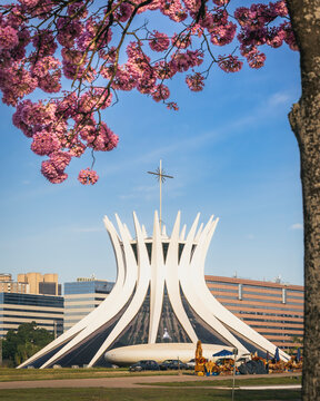 Brasilia Cathedral with Pink Trumpet Tree Flowers in the foreground