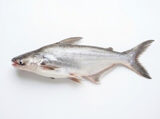 Fototapeta premium Pangasius fish isolated on white