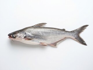 Fototapeta premium Pangasius Seafood Isolated on White Background