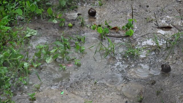 Rainy Day Background of Heavy Downpour Splashing on Muddy Soil. Waterlogged Ground with Raindrops Hitting Wet Mud Texture in Nature.