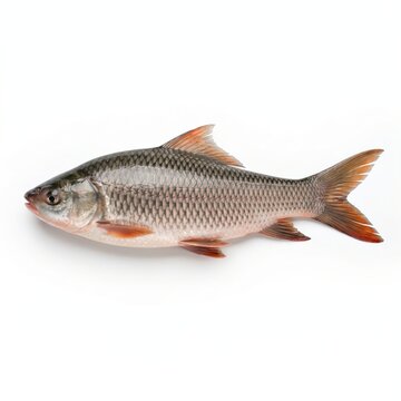 Rohu Freshwater Fish Isolated on White Background