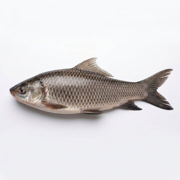 Raw Rohu Carp Fish Isolated on White