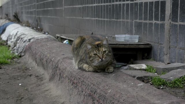 Homeless tabby cat rests on a dirty curb next to a grey tiled building wall. A slow zoom out reveals a gloomy, neglected urban environment with flat, overcast lighting.