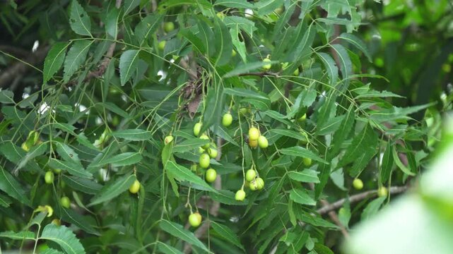 Green Neem Tree Fruits and Leaves Growing on Branch Close Up. Azadirachta Indica Branch with Fresh Green Neem Leaves and Seed Pods. Indian Ayurvedic Medicinal Neem Tree.