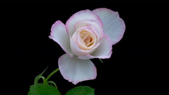Beautiful opening pink rose on black background. Petals of Blooming pink rose flower open, time lapse, close-up. Holiday, love, birthday design backdrop. Bud closeup. Macro. 4K UHD video timelapse