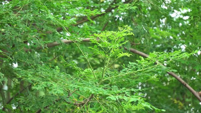 Dense Green Moringa Tree Leaves and Branches Background Texture. Healthy Organic Moringa Superfood Plant Leaves Growing in Nature. Drumstick Tree in Rural Plantation.