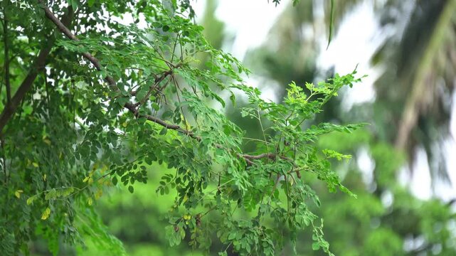 Moringa Tree Branches with Fresh Green Leaves Swaying in the Wind. Herbal Superfood Moringa Leaves Detail on Tree Branch. Indian Drumstick Vegetable Tree Leaves in Bright Day Light.