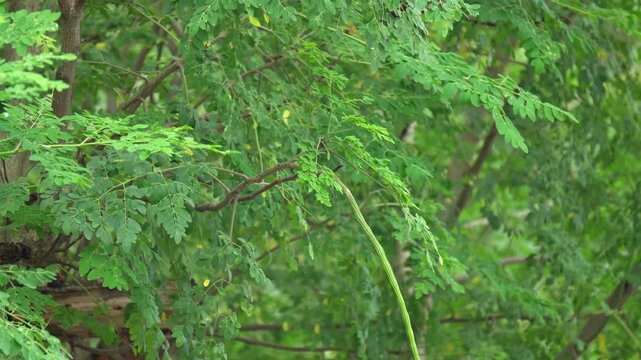 Fresh Green Moringa Oleifera Leaves and Drumstick Pod Hanging on Tree. Indian Drumstick Tree Foliage Detail with Green Leaves and Growing Superfood Pod.