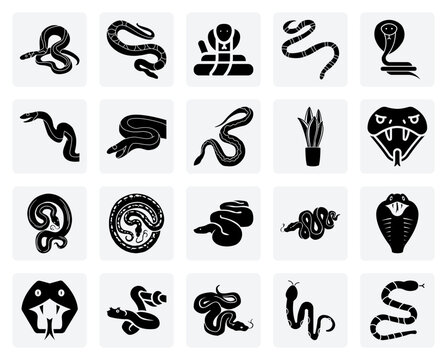 Exotic And Common Snake Illustrations &ndash; From The Large Boa Constrictor To The Smaller Corn Snake For Wildlife Content.