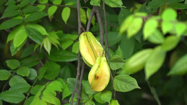 Close Up of Ripe Star Fruit Growing on Tree in Tropical Garden. Organic Star Fruit Plantation with Fresh Tropical Fruits on Tree. Indian Fruit Tree with Ripe Carambola Fruits in Natural Landscape.
