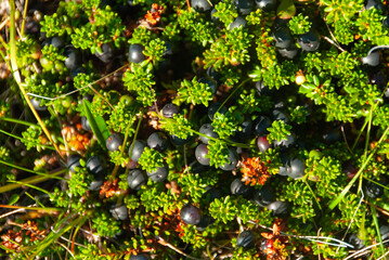 Fototapeta premium Ripe crowberries growing on colorful Icelandic heath with vibrant autumn foliage and Arctic ground vegetation