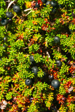 Ripe crowberries growing on colorful Icelandic heath with vibrant autumn foliage and Arctic ground vegetation