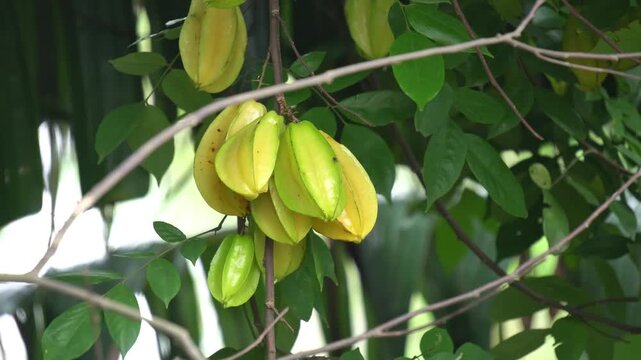 Large Bunch of Ripening Star Fruits Averrhoa Carambola on Tree Branch Close Up. Tropical Carambola Fruits Growing in Bunches. Organic Star Fruit Clusters. 