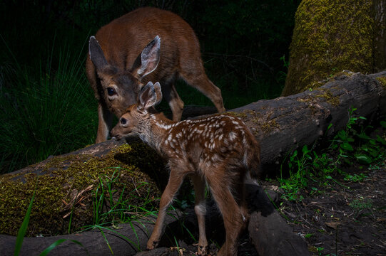 Black-tailed doe and  fawn (Odocoileus hemionus) interacting along a small creek in Western Oregon at night.