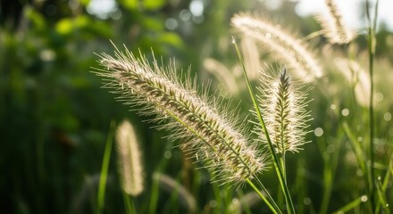 Obraz premium Golden pennisetum fountain grass in morning sunlight, wild meadow plants with soft bokeh background, backlit ornamental grass spikes in a summer field, natural botanical landscape
