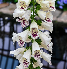 white foxglove with purple spots © Ann