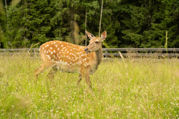 Fototapeta premium beautiful sika deer grazing in tall grass meadow near wooden fence. spotted sika deer stands alert in natural habitat with birch forest background. concept of deer wildlife beauty in summer pasture