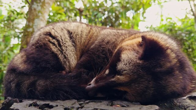 Low Angle Close Up of Asian Palm Civet Resting on Wooden Surface, Detailed Wildlife Portrait In Tropical Environment